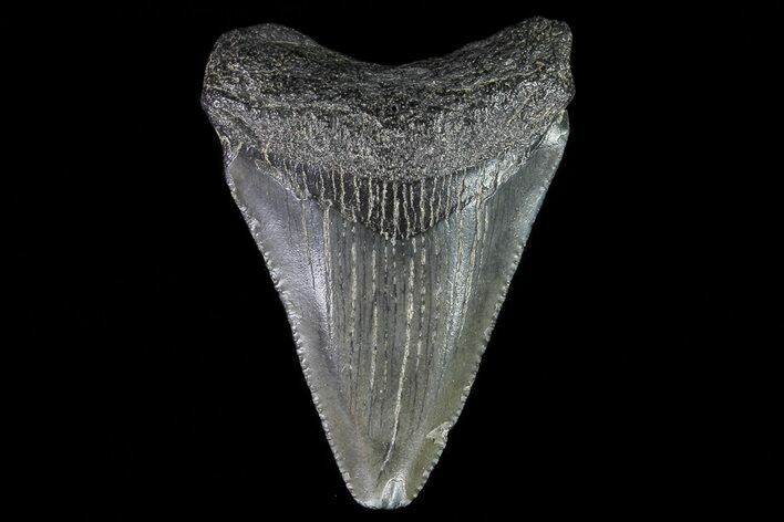 Juvenile Megalodon Tooth - Georgia #75328